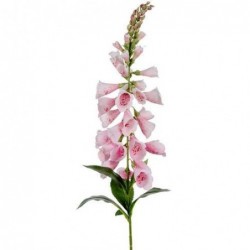 Digitale - Mr Plant - Rose pale - 90 cm